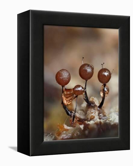 Three immature Slime mould sporangia, UK-Andy Sands-Framed Premier Image Canvas