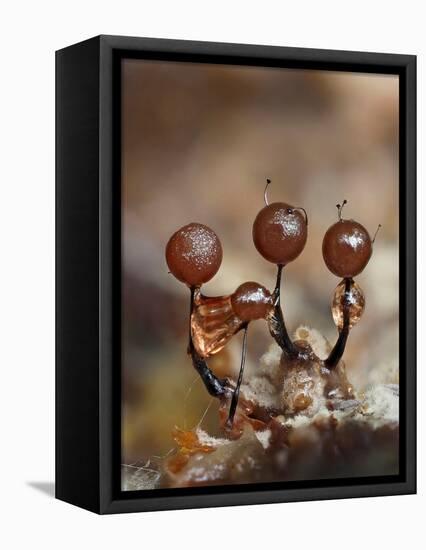 Three immature Slime mould sporangia, UK-Andy Sands-Framed Premier Image Canvas