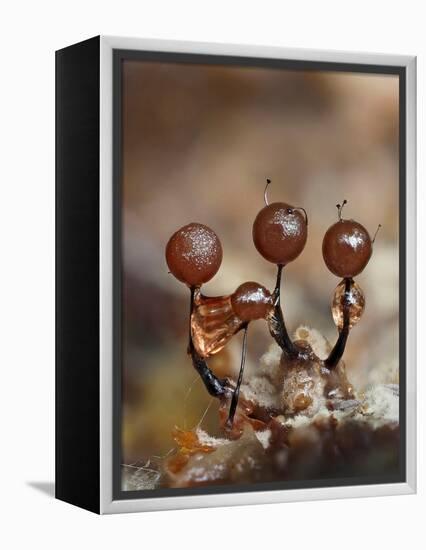 Three immature Slime mould sporangia, UK-Andy Sands-Framed Premier Image Canvas