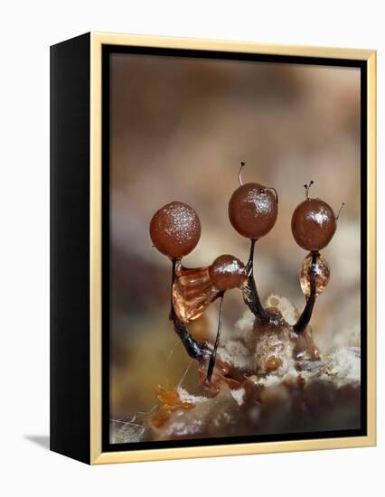 Three immature Slime mould sporangia, UK-Andy Sands-Framed Premier Image Canvas