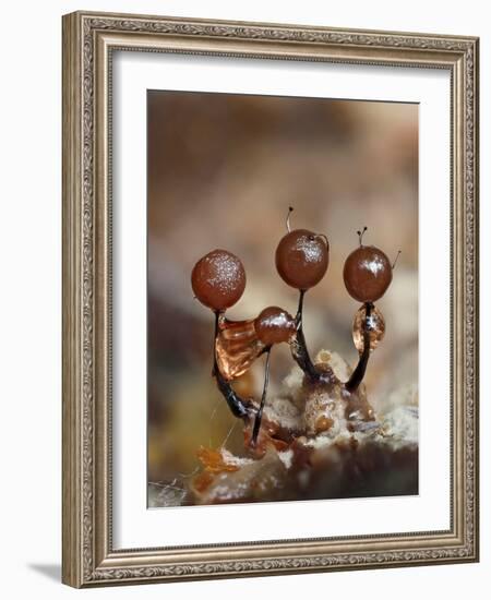 Three immature Slime mould sporangia, UK-Andy Sands-Framed Photographic Print