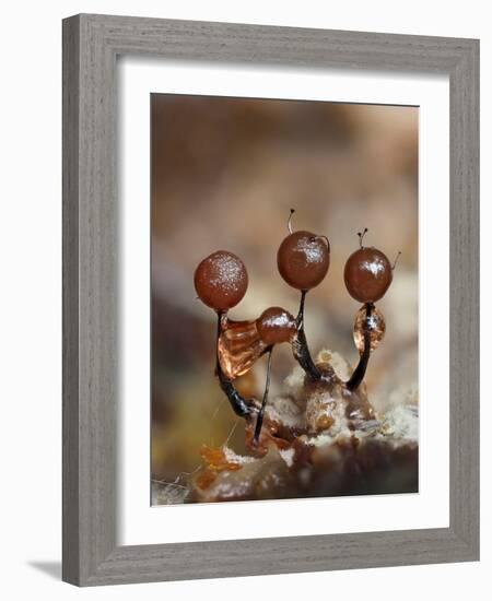 Three immature Slime mould sporangia, UK-Andy Sands-Framed Photographic Print