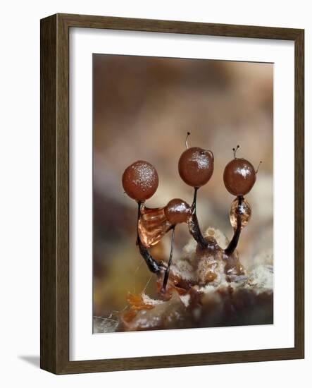 Three immature Slime mould sporangia, UK-Andy Sands-Framed Photographic Print