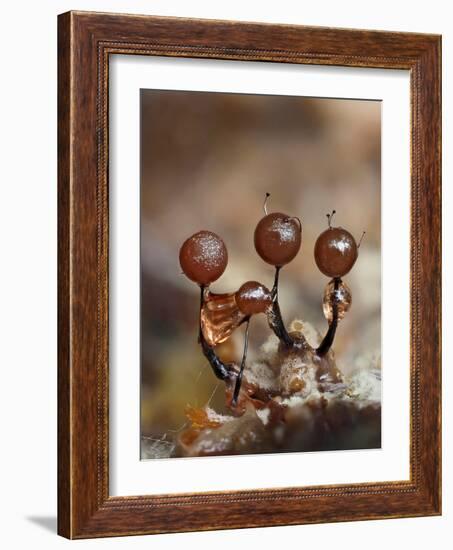 Three immature Slime mould sporangia, UK-Andy Sands-Framed Photographic Print