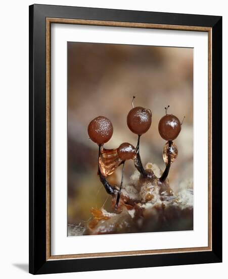 Three immature Slime mould sporangia, UK-Andy Sands-Framed Photographic Print