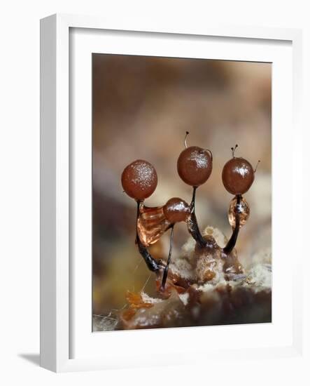 Three immature Slime mould sporangia, UK-Andy Sands-Framed Photographic Print