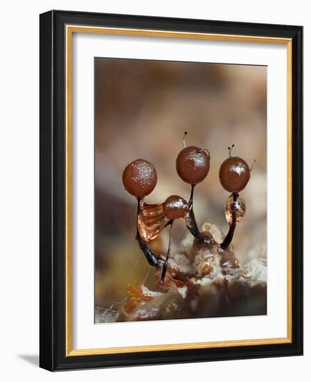 Three immature Slime mould sporangia, UK-Andy Sands-Framed Photographic Print