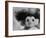 Three Inch Troll Doll Called "Dammit" Sold by Scandia House Enterprises-Ralph Morse-Framed Photographic Print