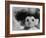 Three Inch Troll Doll Called "Dammit" Sold by Scandia House Enterprises-Ralph Morse-Framed Photographic Print