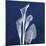 Three Indigo Calla Lilies-Albert Koetsier-Mounted Premium Giclee Print