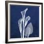 Three Indigo Calla Lilies-Albert Koetsier-Framed Giclee Print