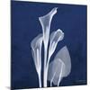 Three Indigo Calla Lilies-Albert Koetsier-Mounted Giclee Print