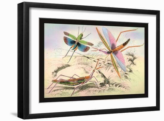 Three Insects-James Duncan-Framed Art Print