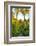 Three Iranian women walking through the Bagh-e Eram (Garden of Paradise), Shiraz, Iran, Middle East-James Strachan-Framed Photographic Print