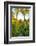 Three Iranian women walking through the Bagh-e Eram (Garden of Paradise), Shiraz, Iran, Middle East-James Strachan-Framed Photographic Print