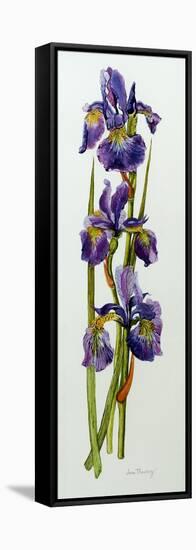 Three Irises with Leaves-Joan Thewsey-Framed Premier Image Canvas