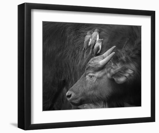 Three Is A Crowd!-Ali Khataw-Framed Giclee Print