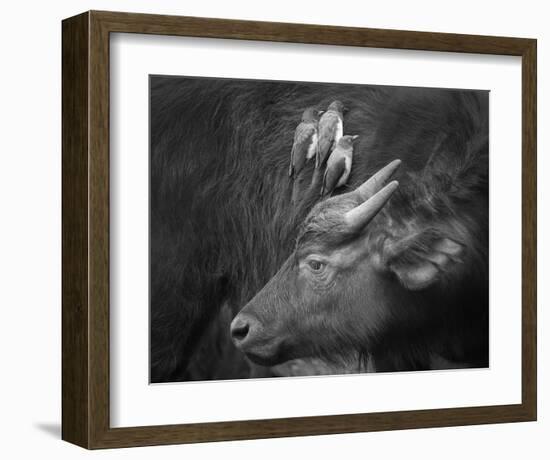 Three Is A Crowd!-Ali Khataw-Framed Giclee Print