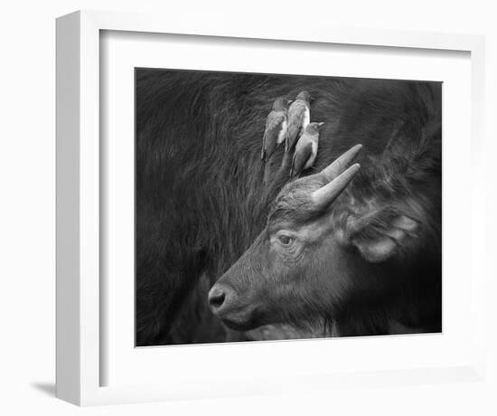 Three Is A Crowd!-Ali Khataw-Framed Giclee Print