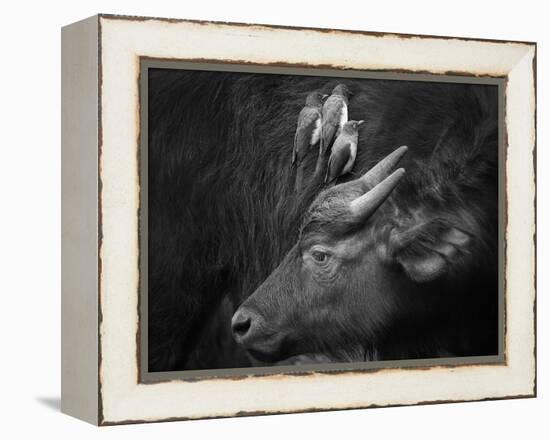 Three Is a Crowd!-Ali Khataw-Framed Premier Image Canvas