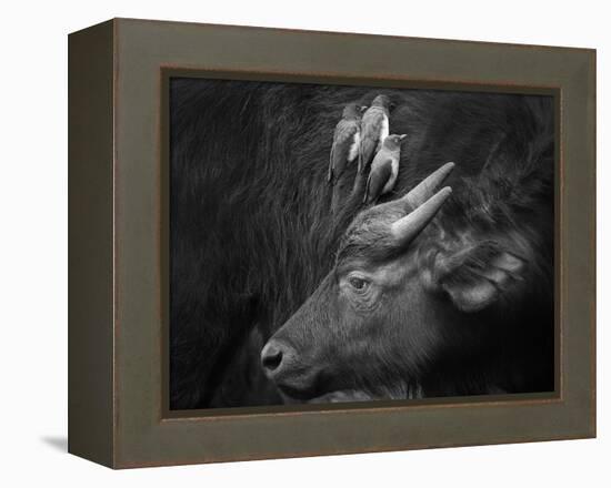 Three Is a Crowd!-Ali Khataw-Framed Premier Image Canvas