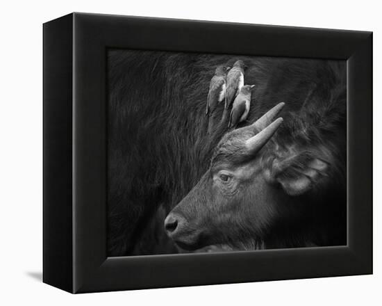 Three Is a Crowd!-Ali Khataw-Framed Premier Image Canvas