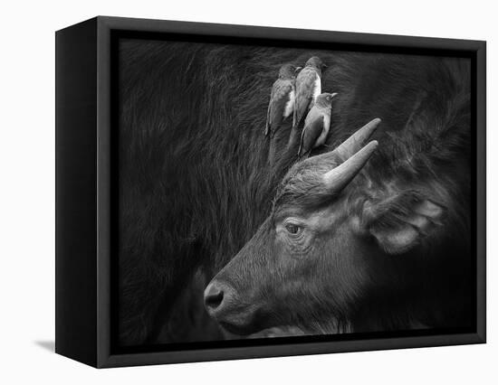 Three Is a Crowd!-Ali Khataw-Framed Premier Image Canvas