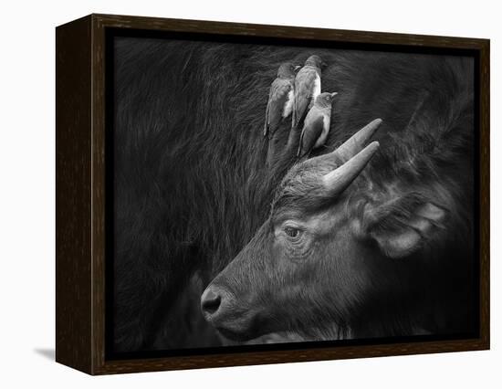 Three Is a Crowd!-Ali Khataw-Framed Premier Image Canvas