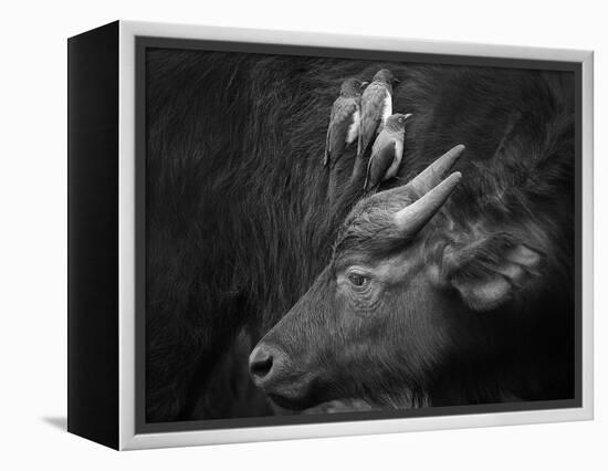 Three Is a Crowd!-Ali Khataw-Framed Premier Image Canvas