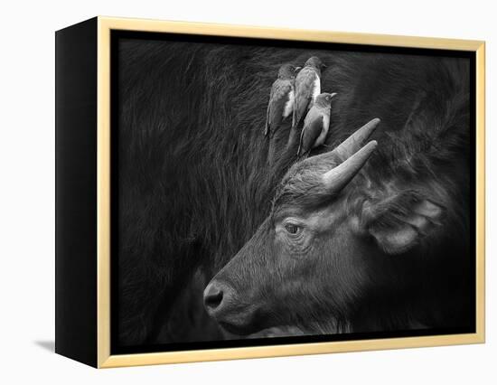 Three Is a Crowd!-Ali Khataw-Framed Premier Image Canvas