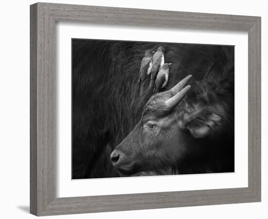 Three Is a Crowd!-Ali Khataw-Framed Photographic Print