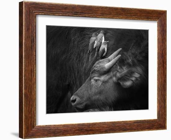 Three Is a Crowd!-Ali Khataw-Framed Photographic Print