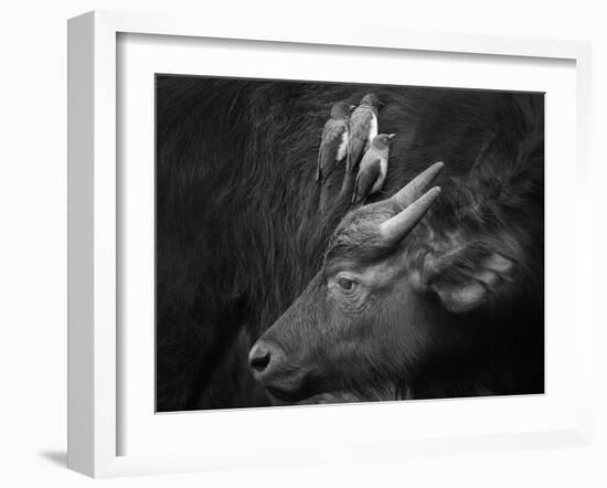 Three Is a Crowd!-Ali Khataw-Framed Photographic Print