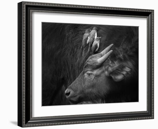 Three Is a Crowd!-Ali Khataw-Framed Photographic Print