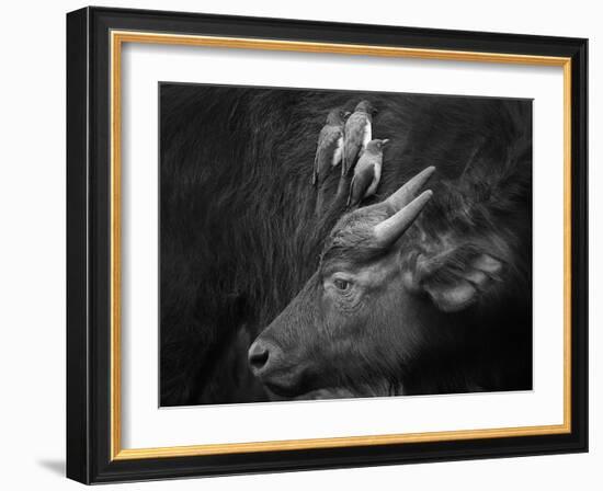 Three Is a Crowd!-Ali Khataw-Framed Photographic Print