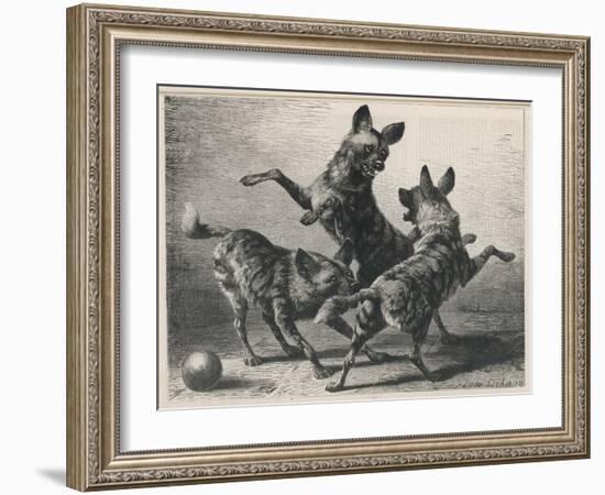 Three Jackals Playing Together-Beckman-Framed Art Print