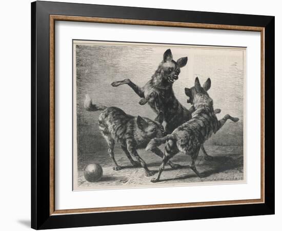 Three Jackals Playing Together-Beckman-Framed Art Print