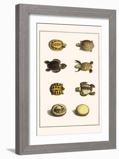 Three Keeled Land Tortoise, Star Tortoise, Green Turtles and Egg-Albertus Seba-Framed Art Print