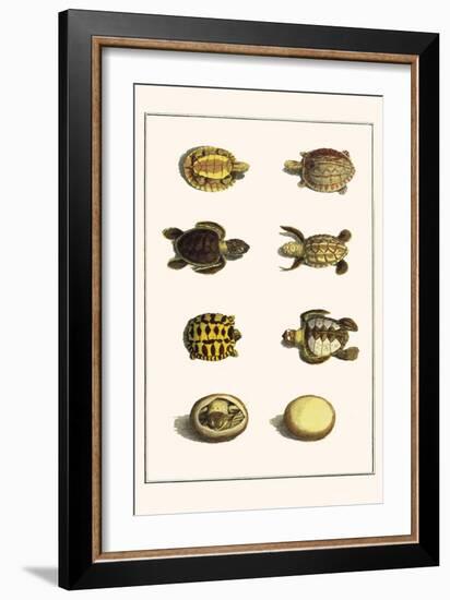 Three Keeled Land Tortoise, Star Tortoise, Green Turtles and Egg-Albertus Seba-Framed Art Print