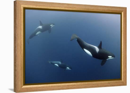 Three Killer Whales - Orcas (Orcinus Orca) Underwater, Kristiansund, Nordm?re, Norway, February-Aukan-Framed Premier Image Canvas