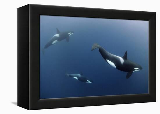 Three Killer Whales - Orcas (Orcinus Orca) Underwater, Kristiansund, Nordm?re, Norway, February-Aukan-Framed Premier Image Canvas