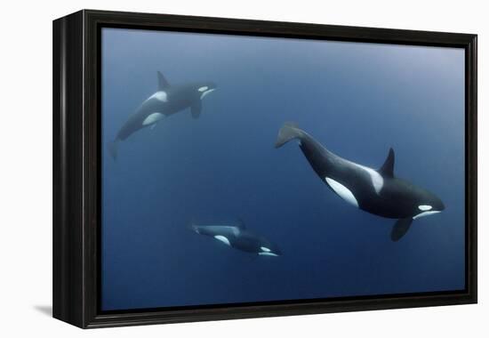 Three Killer Whales - Orcas (Orcinus Orca) Underwater, Kristiansund, Nordm?re, Norway, February-Aukan-Framed Premier Image Canvas