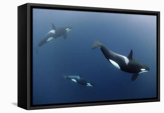 Three Killer Whales - Orcas (Orcinus Orca) Underwater, Kristiansund, Nordm?re, Norway, February-Aukan-Framed Premier Image Canvas