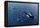 Three Killer Whales - Orcas (Orcinus Orca) Underwater, Kristiansund, Nordm?re, Norway, February-Aukan-Framed Premier Image Canvas