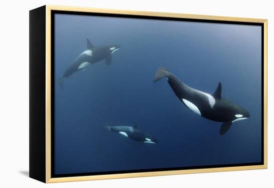 Three Killer Whales - Orcas (Orcinus Orca) Underwater, Kristiansund, Nordm?re, Norway, February-Aukan-Framed Premier Image Canvas