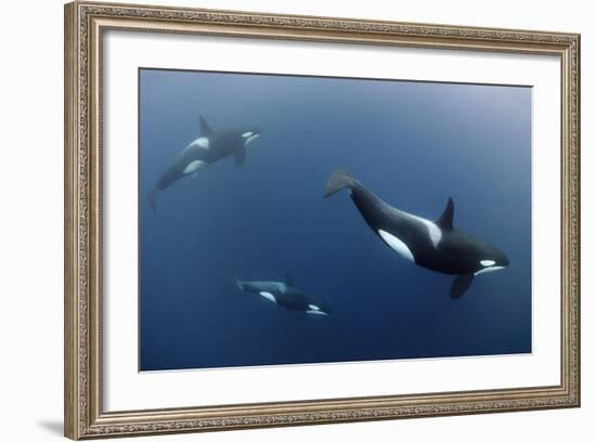 Three Killer Whales - Orcas (Orcinus Orca) Underwater, Kristiansund, Nordm?re, Norway, February-Aukan-Framed Photographic Print