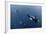 Three Killer Whales - Orcas (Orcinus Orca) Underwater, Kristiansund, Nordm?re, Norway, February-Aukan-Framed Photographic Print
