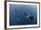 Three Killer Whales - Orcas (Orcinus Orca) Underwater, Kristiansund, Nordm?re, Norway, February-Aukan-Framed Photographic Print