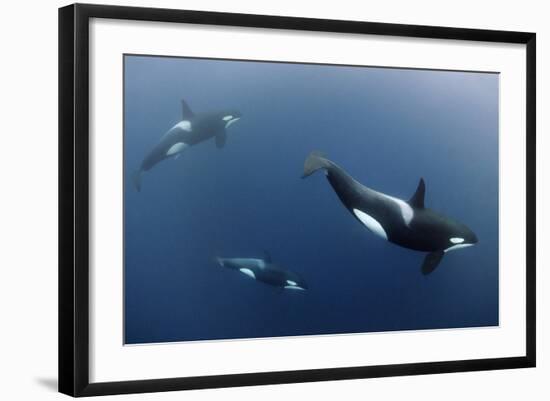 Three Killer Whales - Orcas (Orcinus Orca) Underwater, Kristiansund, Nordm?re, Norway, February-Aukan-Framed Photographic Print