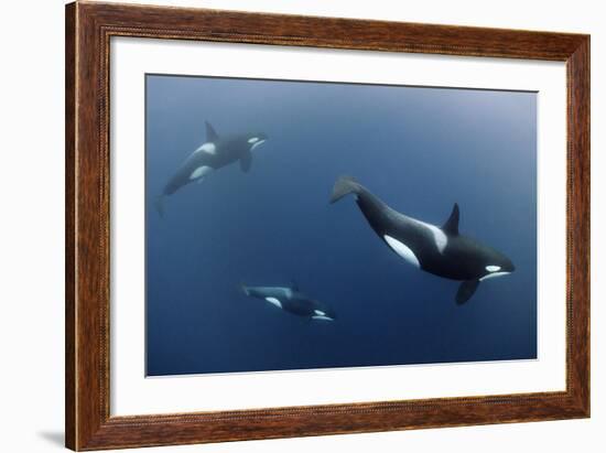 Three Killer Whales - Orcas (Orcinus Orca) Underwater, Kristiansund, Nordm?re, Norway, February-Aukan-Framed Photographic Print